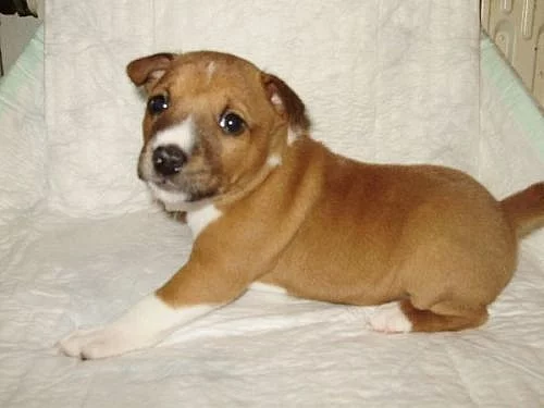 Basenji štěňátka s PP