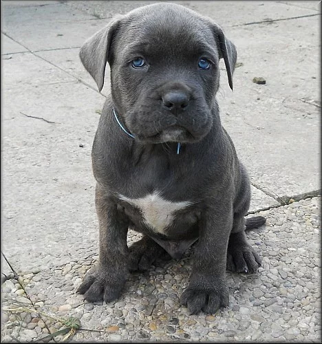 Bandog s PP