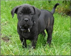 Bandog s PP