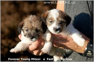 Jack Russell teriér