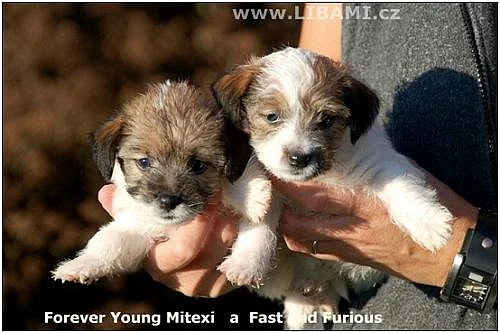 Jack Russell teriér