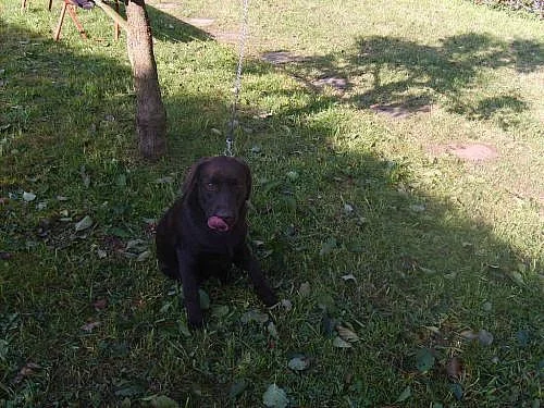 LABRADOR RETRIEVER