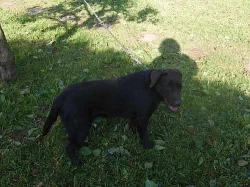 LABRADOR RETRIEVER