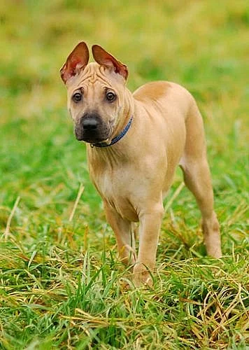 Thajský ridgeback -štěnátko s PP
