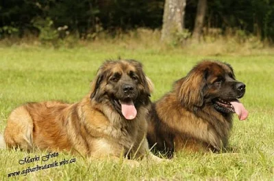 Leonberger štěňátka