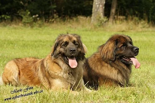 Leonberger štěňátka