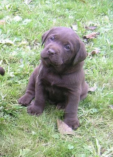 Čokoládový (tmavě hnědý) labrador s PP