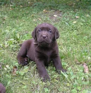 Čokoládový (tmavě hnědý) labrador s PP