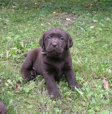 Čokoládový (tmavě hnědý) labrador s PP