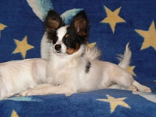 Papillon s PP