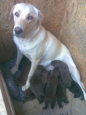 Prodám štěnata labradora