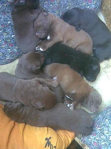 Prodám štěnata labradora