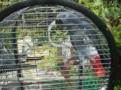 Papoušek šedý - Žako