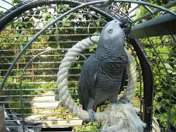 Papoušek šedý - Žako