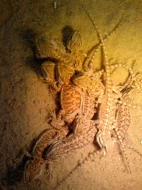Agama vousatá (Pogona vitticeps)