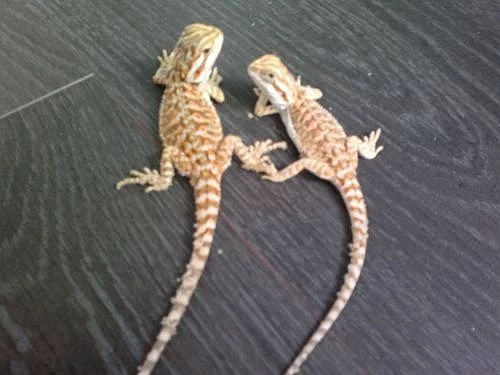 Agama vousatá (Pogona vitticeps)