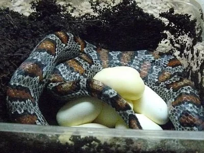 L.mexicana greeri