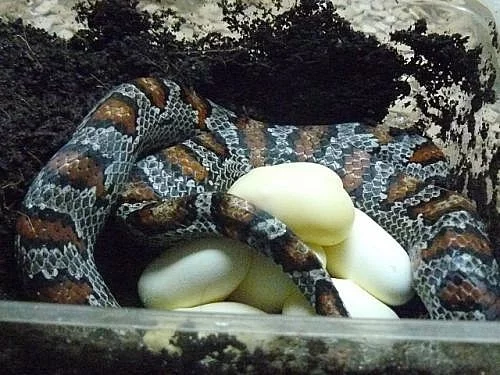 L.mexicana greeri