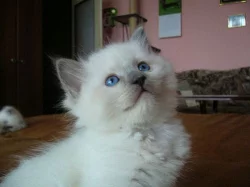 ragdoll koťátka s PP