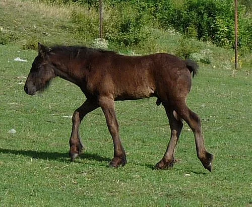 Fell pony - luxusní pony pro celou rodinu