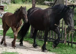 Fell pony - luxusní pony pro celou rodinu