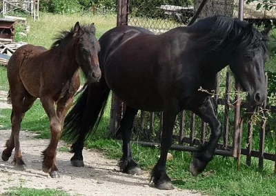 Fell pony - luxusní pony pro celou rodinu