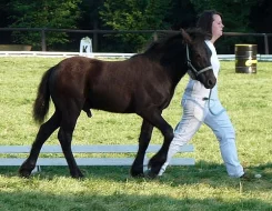 Fell pony - luxusní pony pro celou rodinu