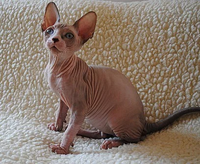 SPHYNX krásná modrooká koťátka s průkazem původu