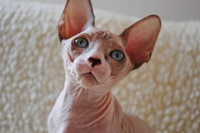 SPHYNX krásná modrooká koťátka s průkazem původu