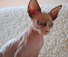 SPHYNX krásná modrooká koťátka s průkazem původu