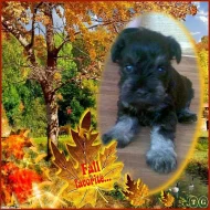 Knírač malý černostříbřitý