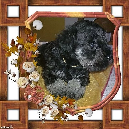 Knírač malý černostříbřitý