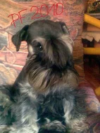 Knírač malý černostříbřitý