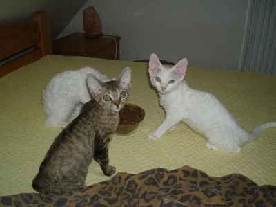 Devon rex s PP