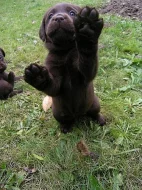 Čokoládový (tmavě hnědý) labrador s PP