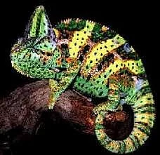 Chameleoni,gekončíci, gekoni - odchovy, mláďata