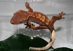 Chameleoni,gekončíci, gekoni - odchovy, mláďata