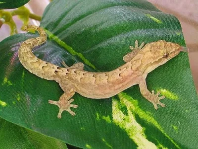 Chameleoni,gekončíci, gekoni - odchovy, mláďata