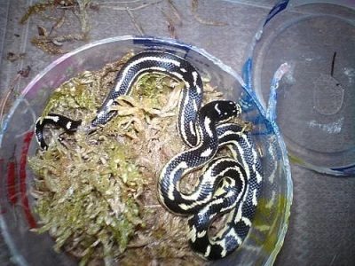 Lampropeltis getulus,Gekko vittatus