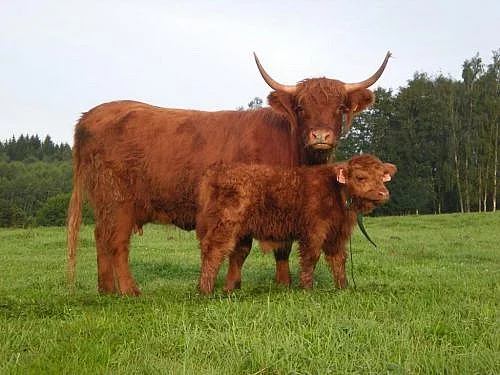Highland - telátko
