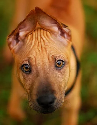 Thajský ridgeback -štěnátko s PP