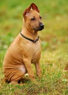 Thajský ridgeback -štěnátko s PP