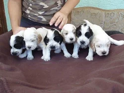 Anglický kokršpaněl