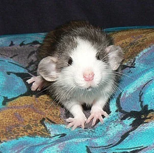 Potkaní miminka