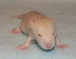 Potkaní miminka