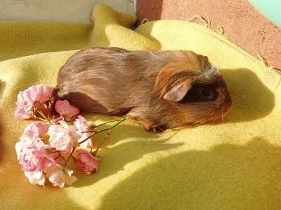 Krásně vybarvená morčátka CORONET + CRESTED