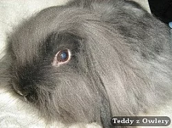 Teddy beránci - odběr možný i na Vánoce