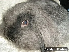Teddy beránci - odběr možný i na Vánoce