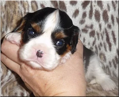 Kavalír King Charles Spaniel s PP