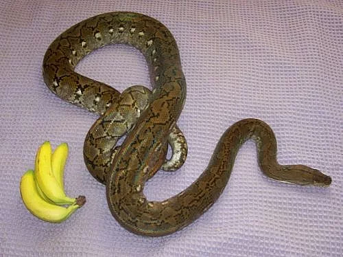 Zakrslé krajty Python reticulatus (superdwarf) -